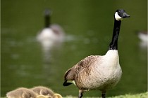 Grouchy  D6 21-05-18 076   Photo ACG