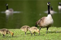 Grouchy  D6 21-05-18 078   Photo ACG