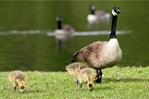 Grouchy  D6 21-05-18 081   Photo ACG