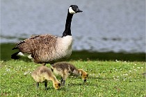 Grouchy  D6 21-05-18 086   Photo ACG