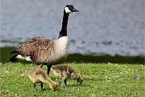 Grouchy  D6 21-05-18 087   Photo ACG