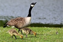 Grouchy  D6 21-05-18 088   Photo ACG