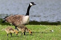 Grouchy  D6 21-05-18 089   Photo ACG