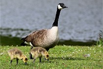 Grouchy  D6 21-05-18 090   Photo ACG