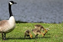 Grouchy  D6 21-05-18 092   Photo ACG