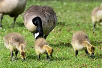 Grouchy  D6 21-05-18 094   Photo ACG