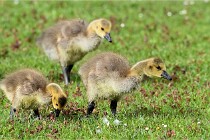 Grouchy  D6 21-05-18 100   Photo ACG