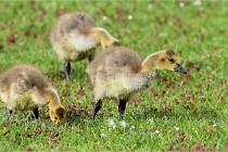 Grouchy  D6 21-05-18 101   Photo ACG