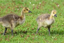 Grouchy  D6 21-05-18 105   Photo ACG