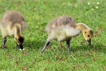 Grouchy  D6 21-05-18 107   Photo ACG