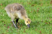 Grouchy  D6 21-05-18 112   Photo ACG