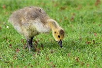 Grouchy  D6 21-05-18 113   Photo ACG