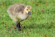 Grouchy  D6 21-05-18 114   Photo ACG