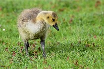 Grouchy  D6 21-05-18 115   Photo ACG