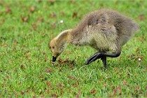 Grouchy  D6 21-05-18 116   Photo ACG