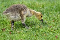 Grouchy  D6 21-05-18 118   Photo ACG