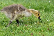 Grouchy  D6 21-05-18 119   Photo ACG