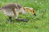 Grouchy  D6 21-05-18 120   Photo ACG