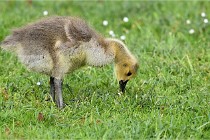 Grouchy  D6 21-05-18 122   Photo ACG