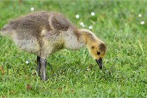 Grouchy  D6 21-05-18 123   Photo ACG