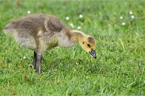 Grouchy  D6 21-05-18 124   Photo ACG