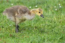 Grouchy  D6 21-05-18 125   Photo ACG