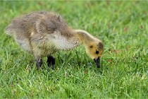 Grouchy  D6 21-05-18 126   Photo ACG