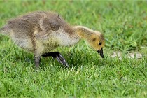 Grouchy  D6 21-05-18 129   Photo ACG