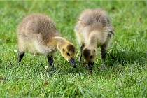 Grouchy  D6 21-05-18 131   Photo ACG