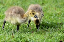 Grouchy  D6 21-05-18 132   Photo ACG