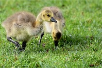 Grouchy  D6 21-05-18 133   Photo ACG