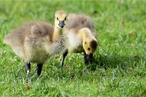 Grouchy  D6 21-05-18 134   Photo ACG