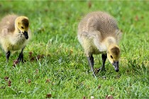 Grouchy  D6 21-05-18 135   Photo ACG