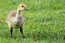 Grouchy  D6 21-05-18 136   Photo ACG