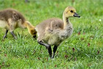 Grouchy  D6 21-05-18 139   Photo ACG