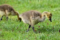 Grouchy  D6 21-05-18 140   Photo ACG