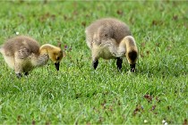 Grouchy  D6 21-05-18 142   Photo ACG