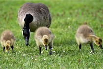 Grouchy  D6 21-05-18 145   Photo ACG