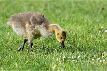 Grouchy  D6 21-05-18 146   Photo ACG