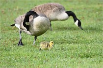 Grouchy  D6 21-05-18 151   Photo ACG