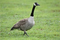 Grouchy  D6 21-05-18 188   Photo ACG