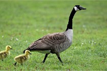 Grouchy  D6 21-05-18 189   Photo ACG