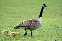 Grouchy  D6 21-05-18 190   Photo ACG