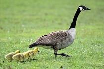 Grouchy  D6 21-05-18 191   Photo ACG