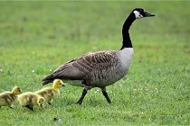 Grouchy  D6 21-05-18 193   Photo ACG