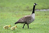 Grouchy  D6 21-05-18 196   Photo ACG