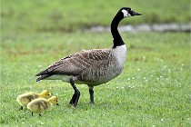 Grouchy  D6 21-05-18 197   Photo ACG