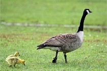 Grouchy  D6 21-05-18 198   Photo ACG