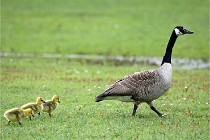 Grouchy  D6 21-05-18 199   Photo ACG