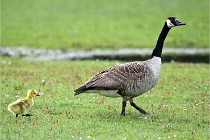 Grouchy  D6 21-05-18 200   Photo ACG